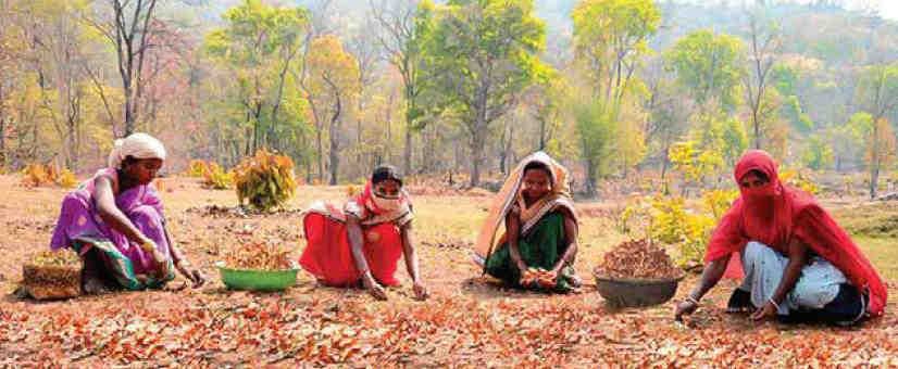Women sustainably collecting sal seeds from forest floors in Chhattisgarh